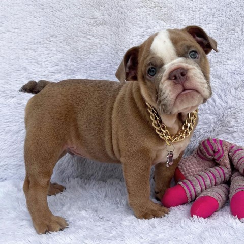 Beautiful English Bulldog pups