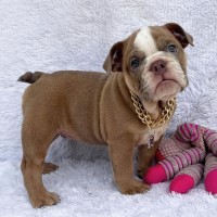 Beautiful English Bulldog pups English Bulldog for sale/adoption