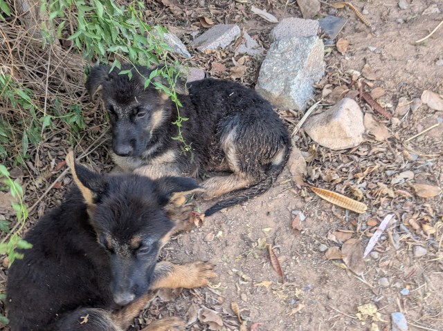 Female German Shepherd Pups