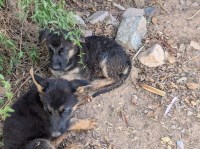 German Shepherd Dog thumbnail