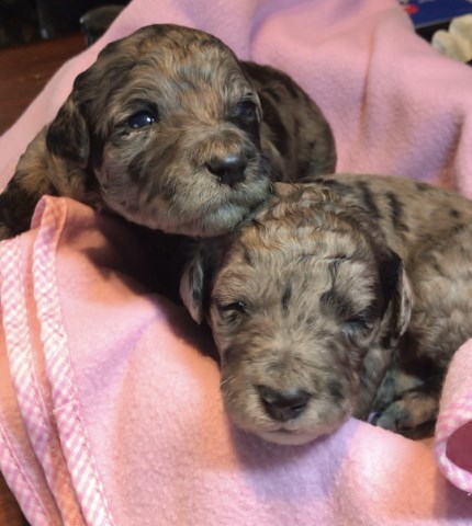 Poodle Standard puppy for sale + 60167