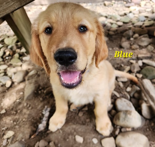 AKC Blue (Golden Retriever)