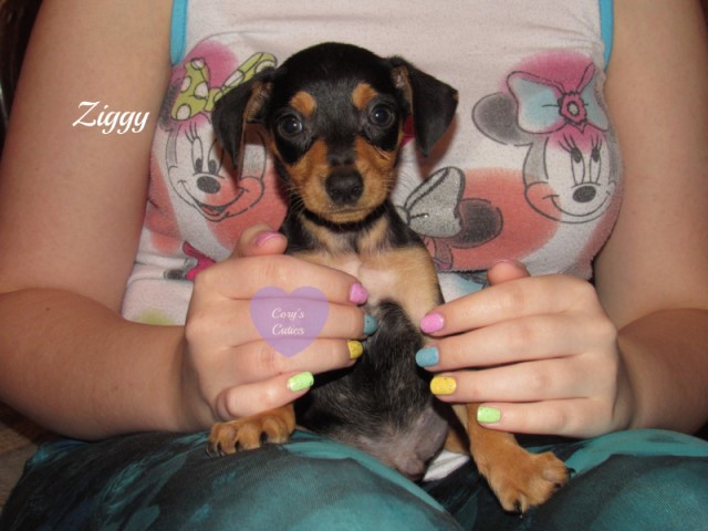Miniature Pinscher--Ziggy
