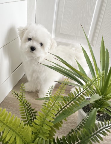 Maltese puppy for sale + 64794