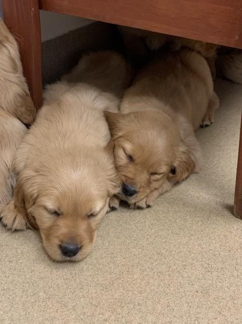 Golden Retriever puppy for sale + 59839