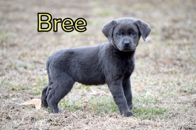 Labrador Retriever puppy for sale + 51447