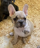 Lilac fawn male. Adorable French Bulldog for sale/adoption
