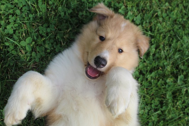 Cookie - Sweet, gentle Collie girl