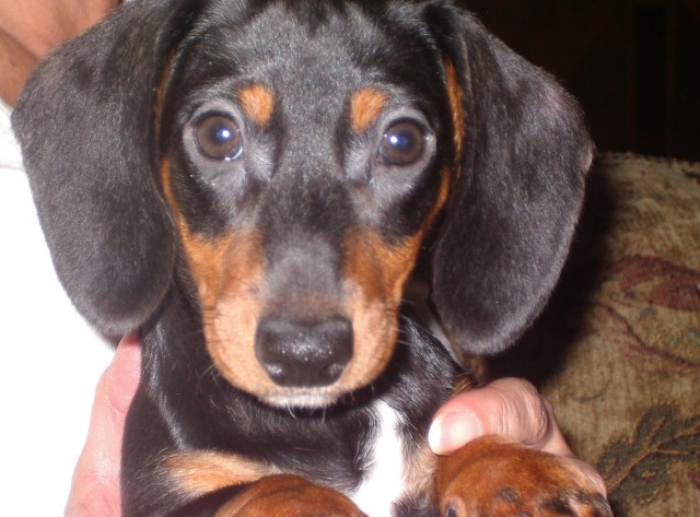 Dachshund puppy dog for sale in Lakeland, Florida