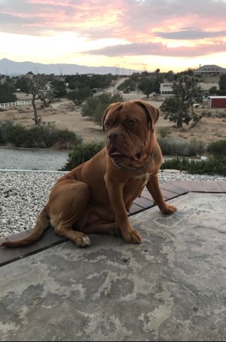 Dogue De Bordeaux puppy for sale + 54140