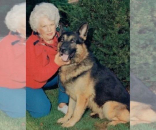 German Shepherd Pups. Big, Old Fashion King Size.