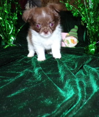 Chihuahua puppy for sale + 66142