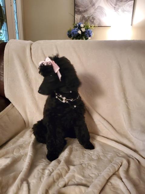 Poodle Miniature puppy for sale + 63844