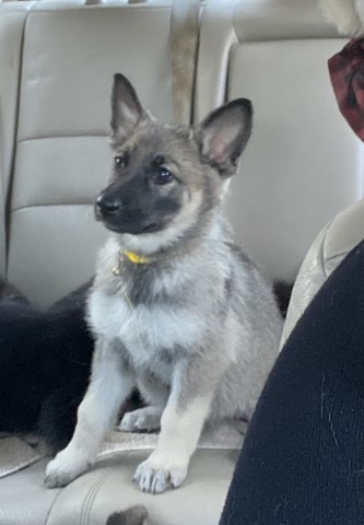 German shepherd puppies