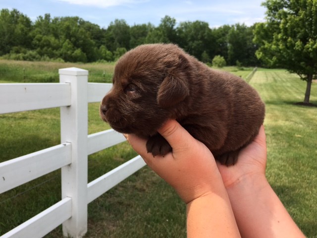 Labrador Retriever puppy for sale + 49399