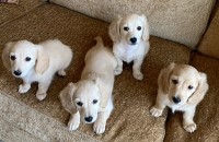 Vet Checked Dachshunds. Dachshund for sale/adoption