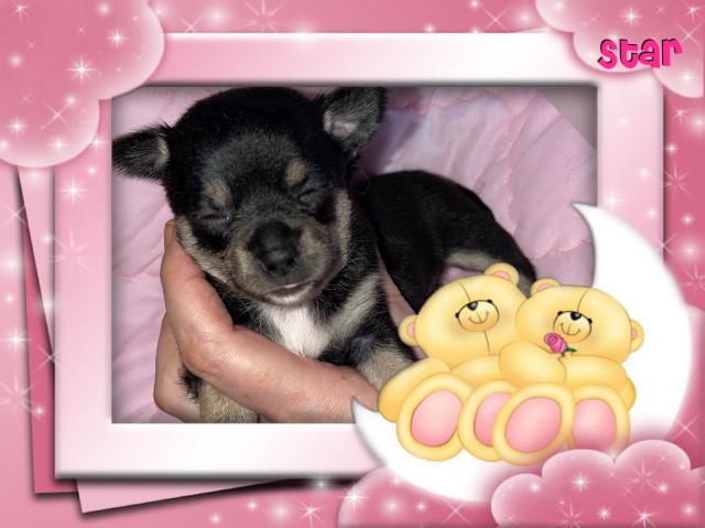 Chihuahua puppy for sale + 63150