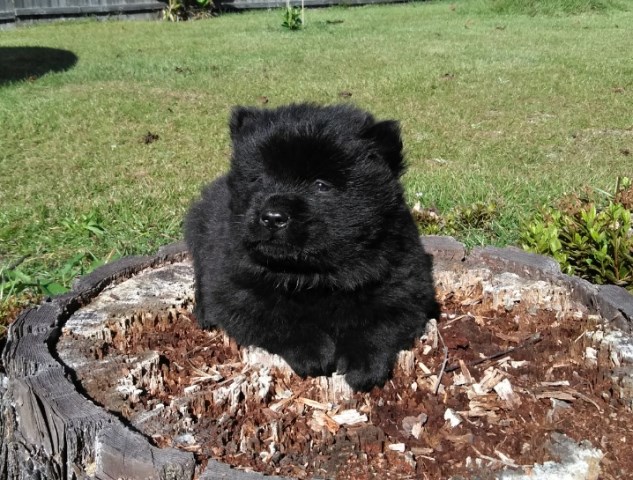 Tubbs is a purebred male chow pup