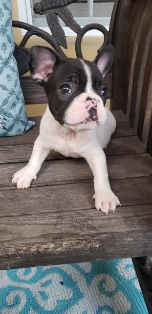 French Bulldog puppy for sale + 53011