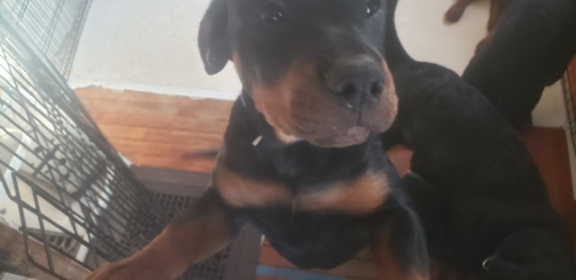 Rottweiler puppy for sale + 66385