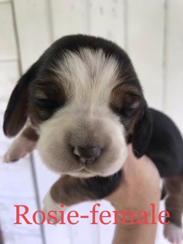 Basset Hound puppy for sale + 54162