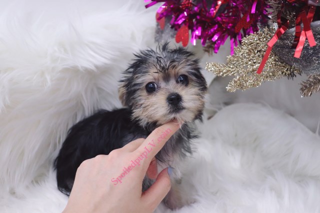 Morkie puppy for sale + 55082