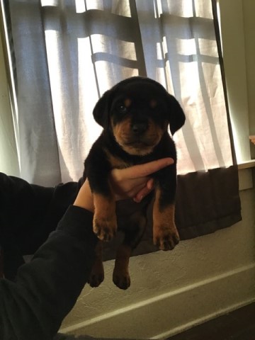 Rottweiler puppy for sale + 61389