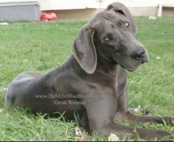 Great Dane puppy for sale + 50113