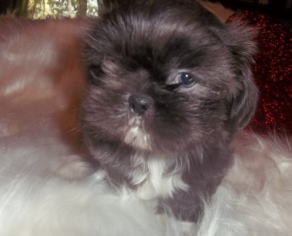 Shih Tzu puppy for sale + 63934