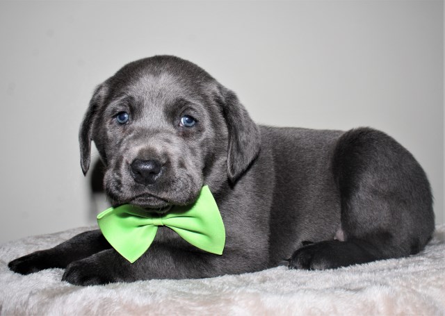 Labrador Retriever puppy for sale + 60177