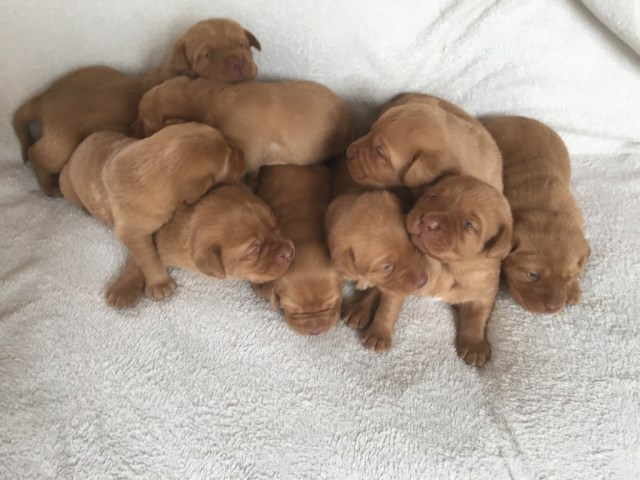 Labrador Retriever puppy for sale + 56106