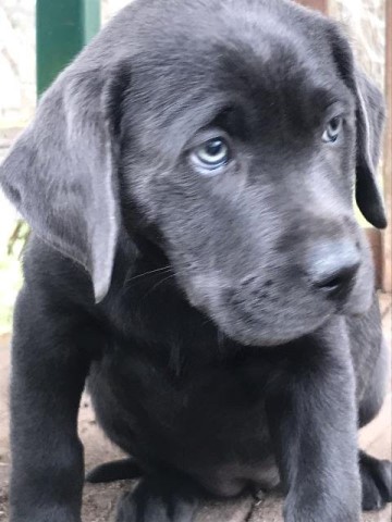 AKC Silver & Charcoal  Labrador Retriever puppies