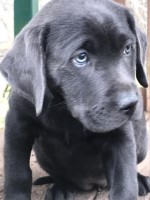 AKC Silver & Charcoal  Labrador Retriever puppies Labrador Retriever for sale/adoption