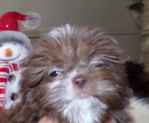 Shih Tzu puppy for sale + 65819