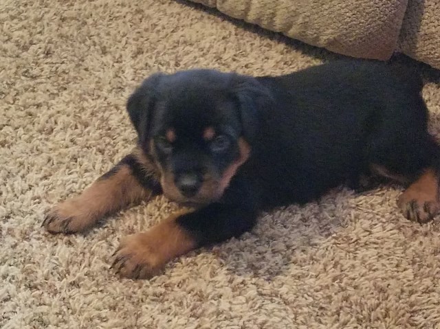 AKC Rottweiler puppies