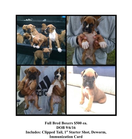Full bred boxer puppies ready for new home!!