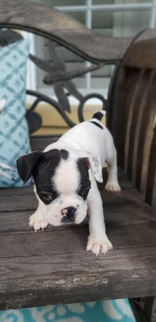 French Bulldog puppy for sale + 53010