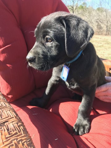 Labrador Retriever puppy for sale + 60411