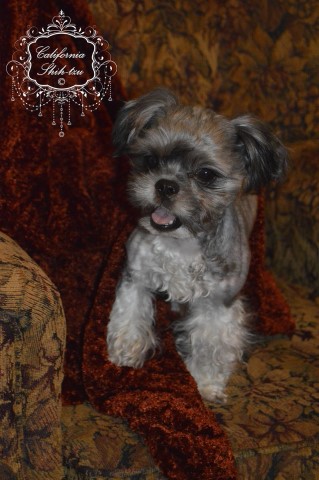 Shih Tzu puppy for sale + 60424