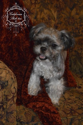 gismo shihtzu
