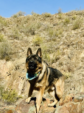 German Shepherd Dog puppy for sale + 66974