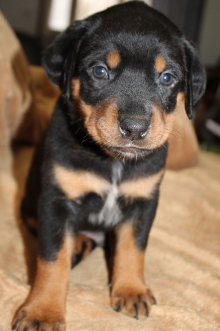 Rottweiler puppy for sale + 56019