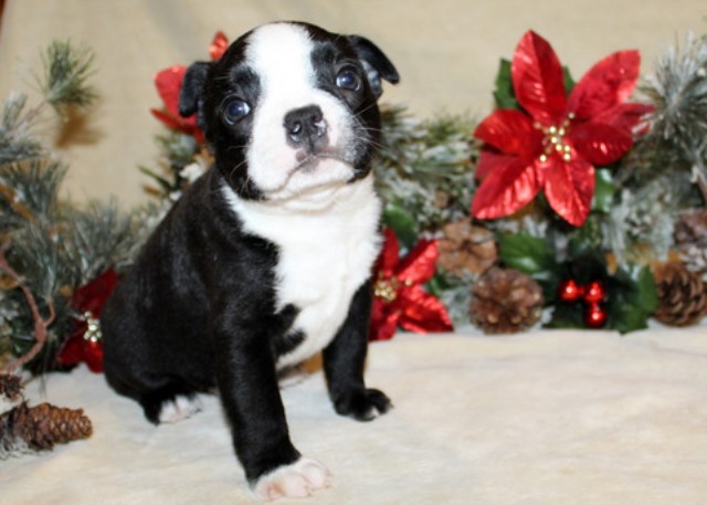 Boston Terrier puppy for sale + 64181