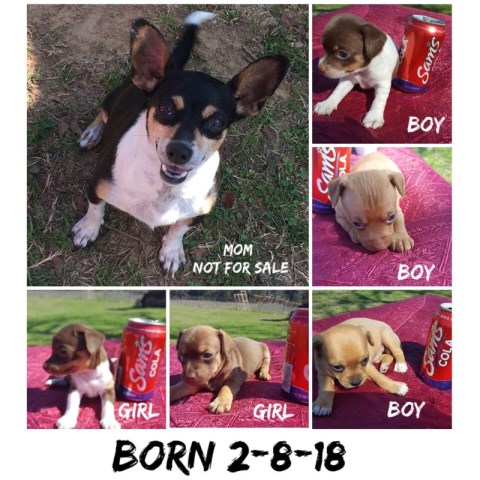 Chihuahua puppy for sale + 52168