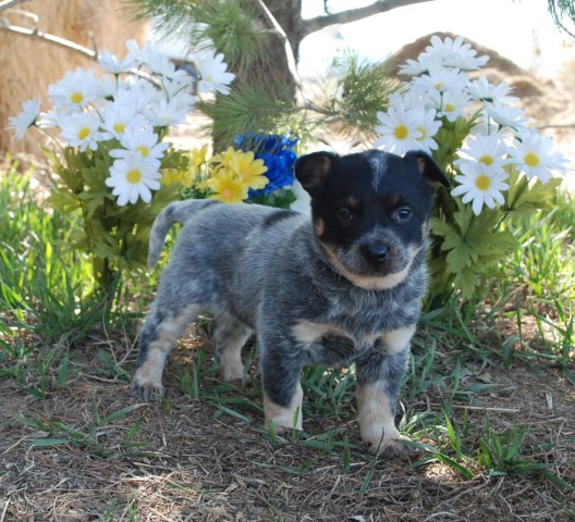Australian Cattle Dog puppy dog for sale in Wellington