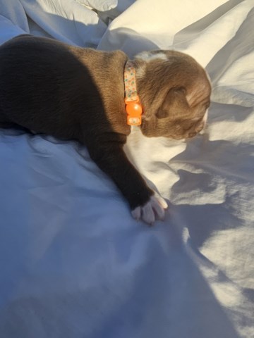 Boston Terrier puppy for sale + 66759