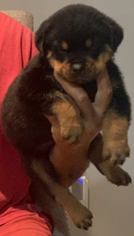 Top Quality Rottweiler Puppies Available September 2022!!!