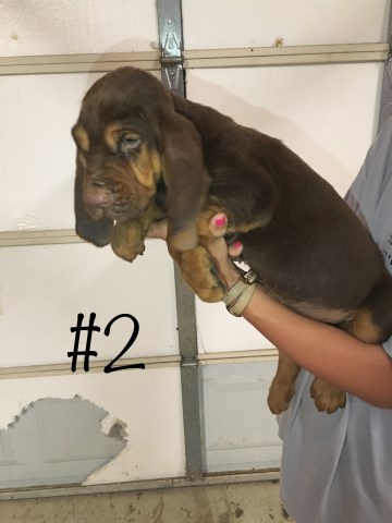 Bloodhound puppy for sale + 49846