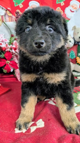 Chicago German Shepherd X TYPE.  True Crowd STOPPER!!!