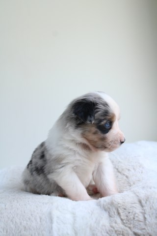 Miniature Australian Shepherd puppy for sale + 66432